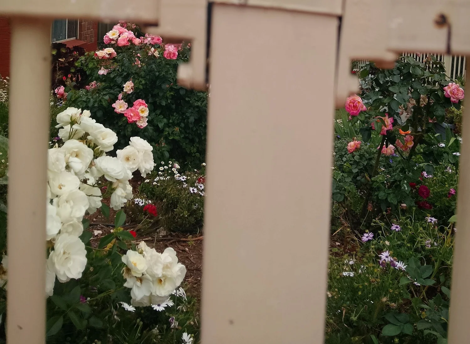 Finished cream fence and garden by Adelaide Fencing Services